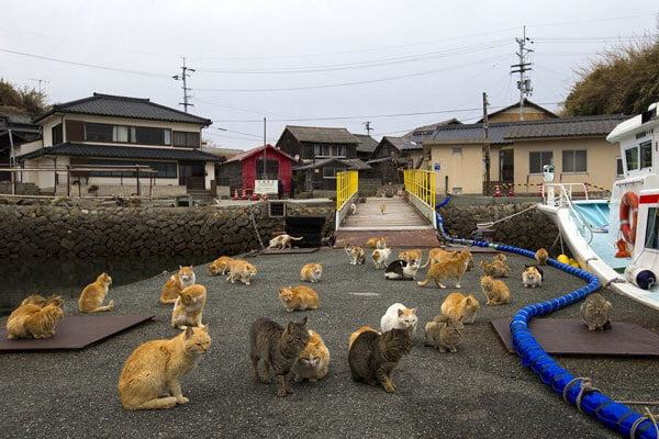 2. Đảo mèo Tashirojima thuộc tỉnh Miyagi