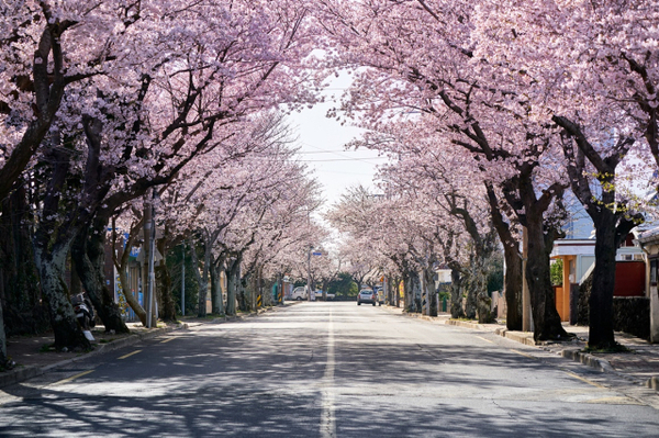Vẻ đẹp rực rỡ của Jeju vào mùa xuân